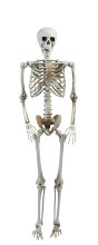 Hængende skelet 160 cm